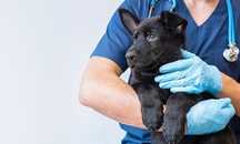 Tehnician veterinar, îngrijiri la domiciliu.
