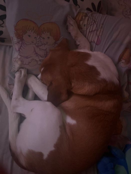 Dau spre adoptie cățel 1 an