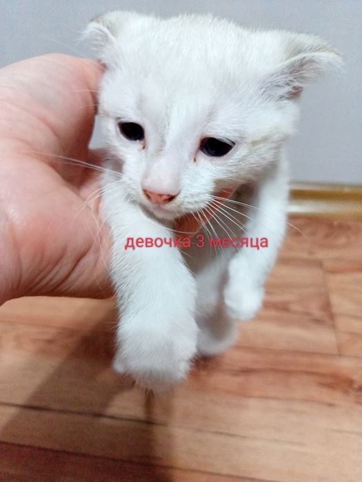 Кошечка в хорошие руки