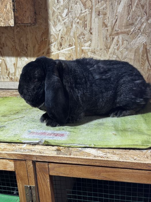 Mascul berbec german