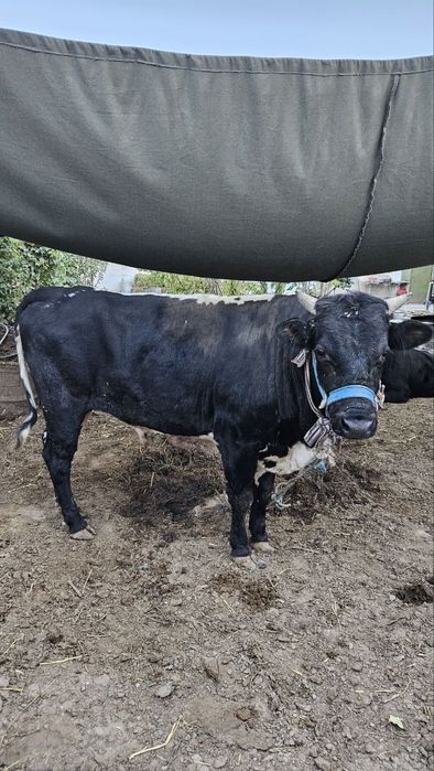 O'kizla sotiladi dish bizgan ikkisiyam
