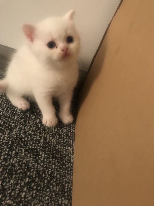 Продается котят