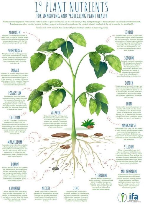 Daraxt kesish va dorilash xizmati