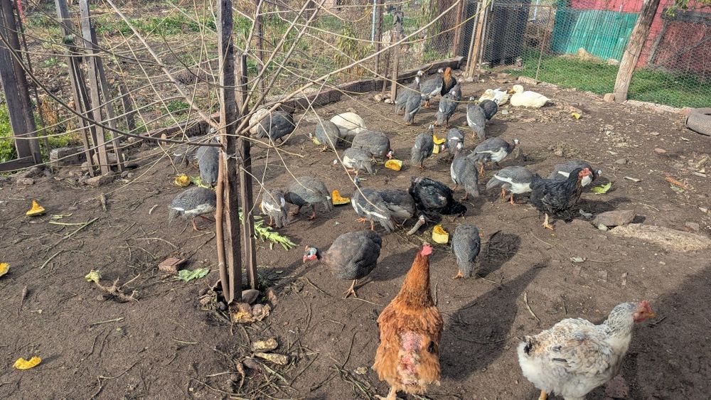 Vând bibilici de carne și oua, urgent și găini taiate la preț 80 lei