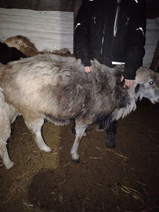 Гисар кошкар 3 года