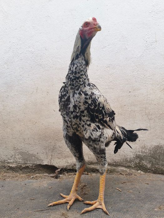 О шамо петух цыпленок