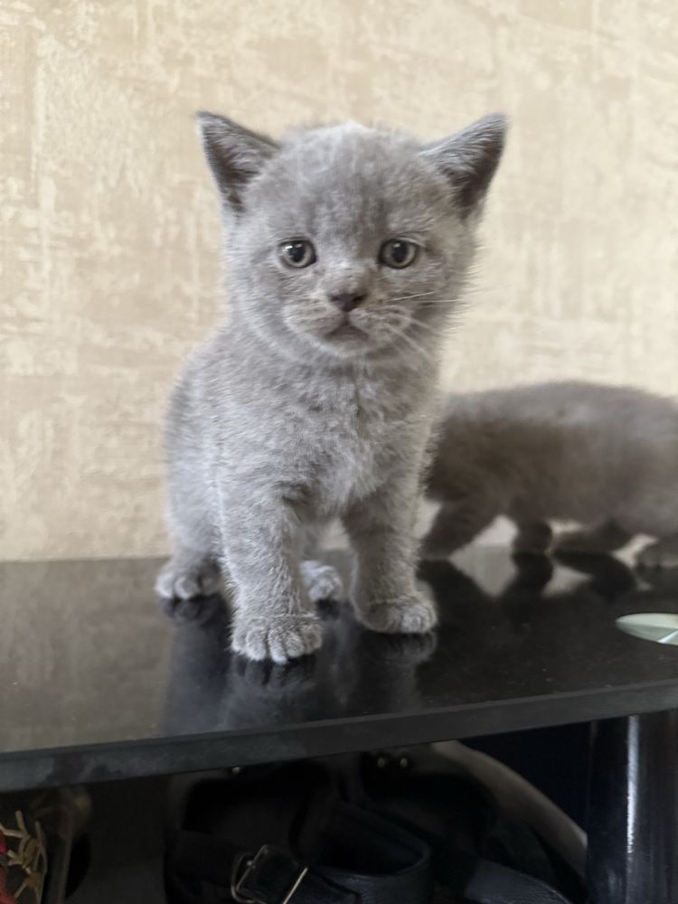 Котята породы Скоттиш фолд