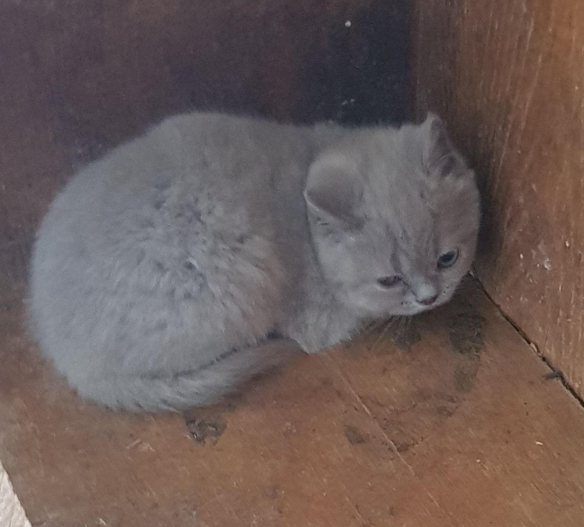 Британски котета