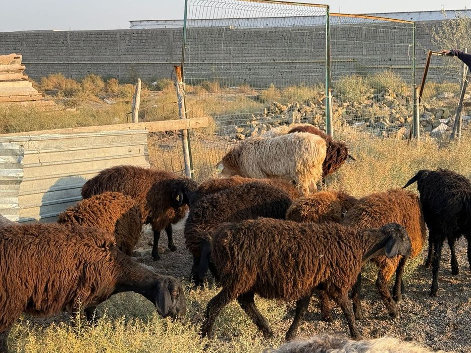 Кошкарлар сатылады