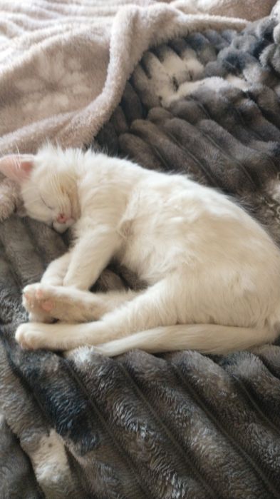 Îngrijire( cazare) pisicuțe și animăluțe de talie mică