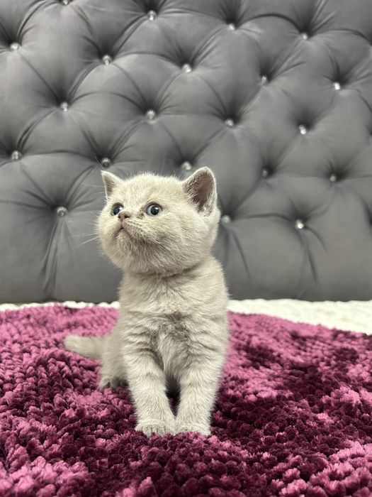 Pisicuță British Shorthair Lila