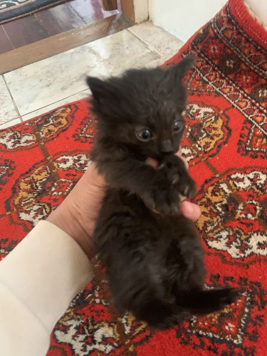 Котята домашние отдадим в добрые руки