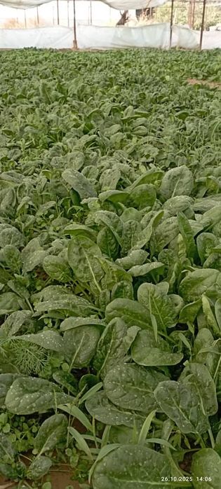 Шпанат сотилади хонадондан оптом