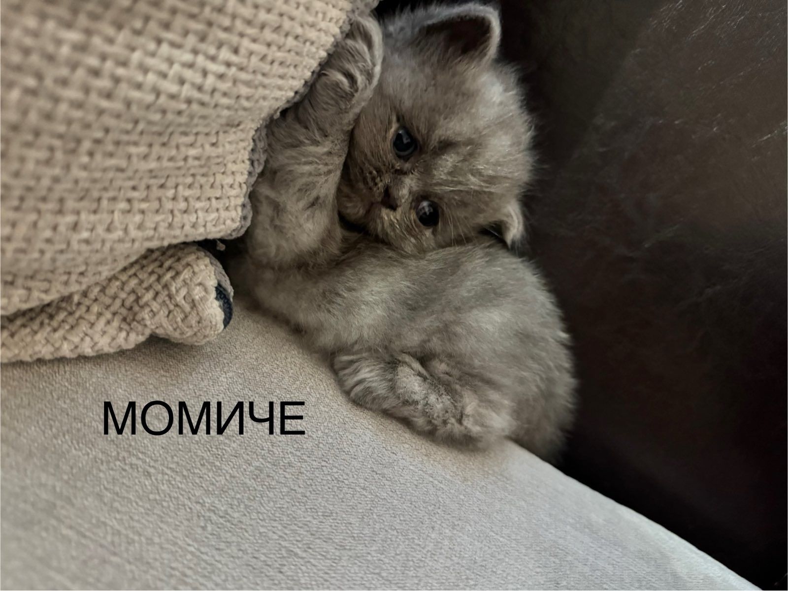 Дама Британка търси своя нов дом