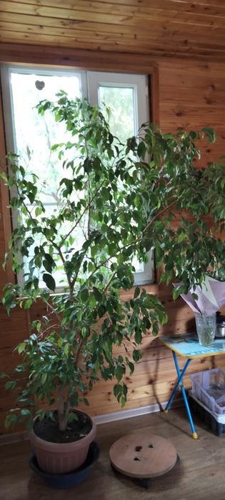 Продам цветок для офиса