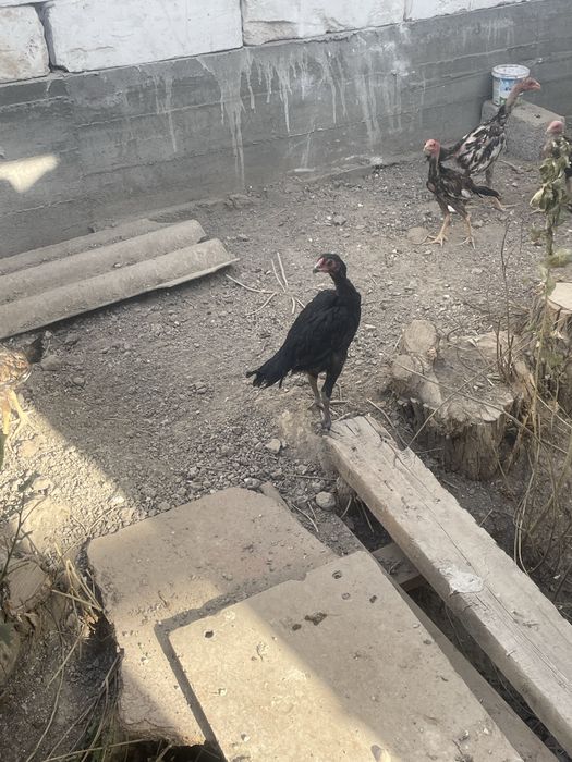 Dakan xoroz touq jojala sotiladi