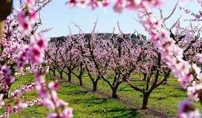 Taieri pomi , toaletari arbori , infiintat , intretinere livezi si vie