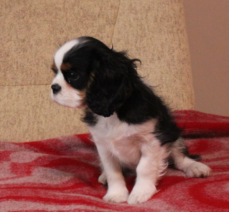 Кавалер Кинг Чарлз Шпаньол FCI