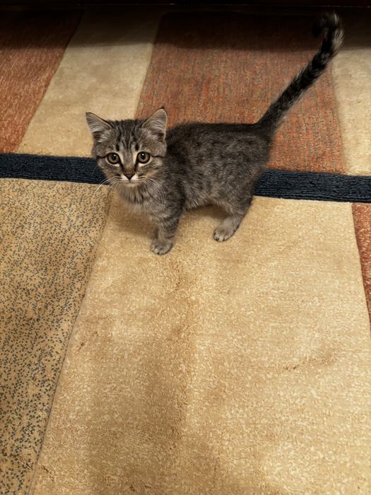 Котенок мальчик полупородистые