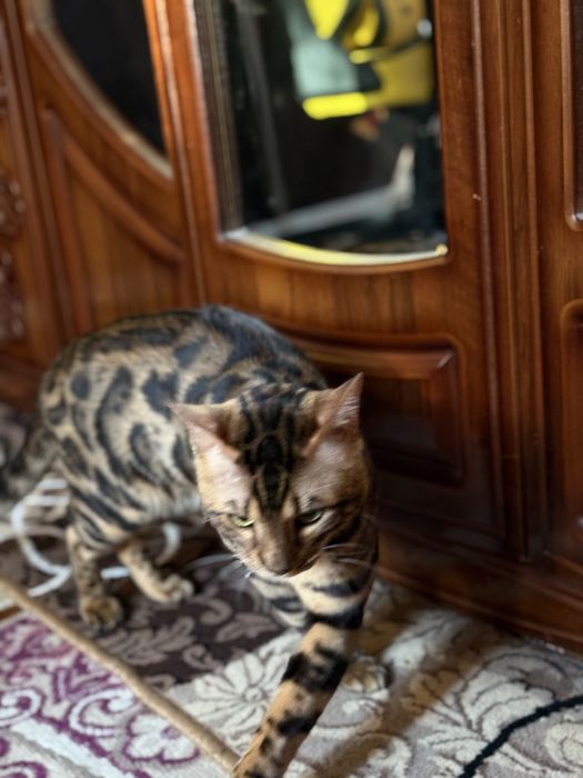 Чистокровный бенгал для вязки