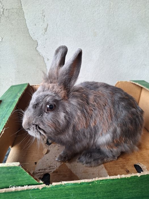 Vând 2 iepuri  pitici în vârstă de 2 ani