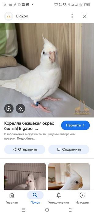 Белые кореллы безщекие
