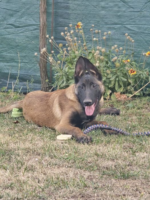 Продавам Белгийска овчарка на 7 месеча