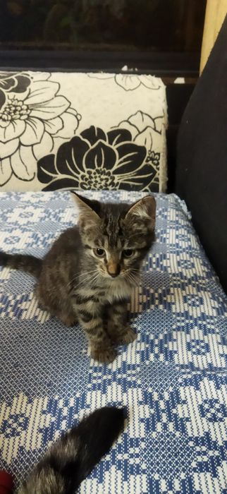 Котята в любящую семью