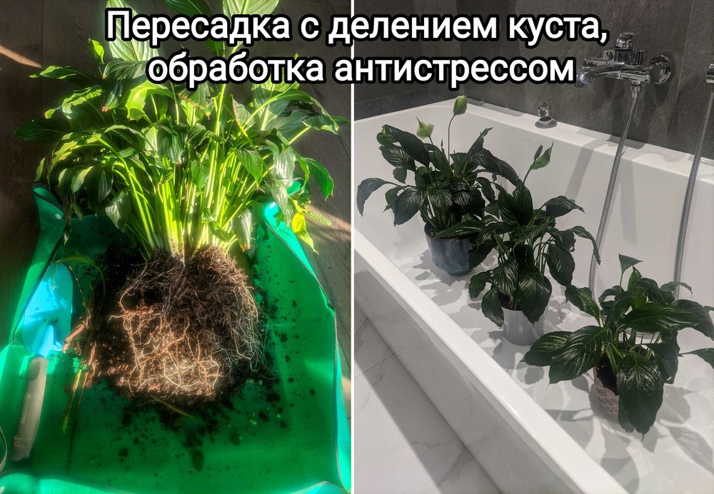 Уход за горшечными растениями, пересадка, озеленение