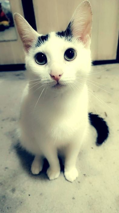 Doua fetițe caută stăpân