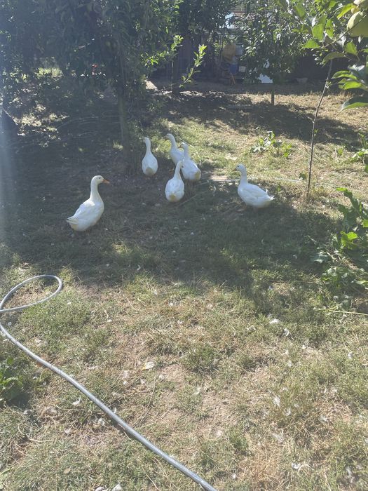 Vand pasari de curte crescute cu grau,porumb si floarea soarelui