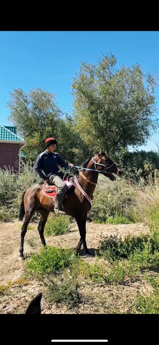 таза қан жылқы.