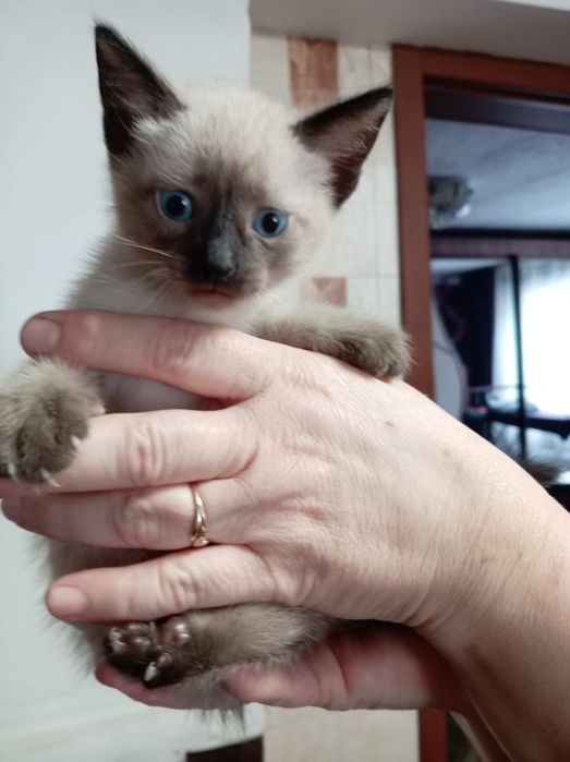 Отдам  сиамских котят