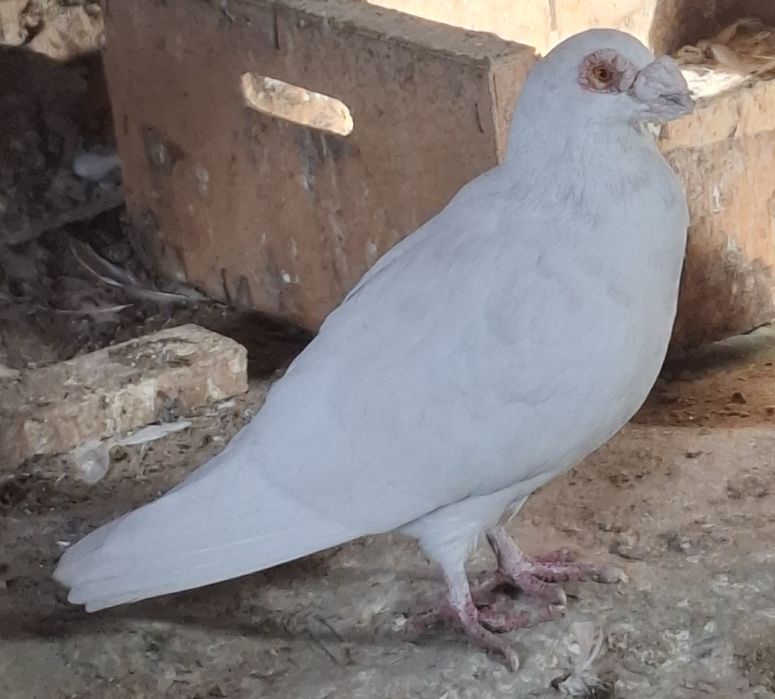 Porumbei carunculati de Oradea