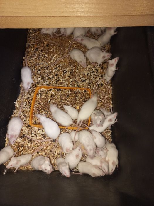 Șoricei laborator Constanța