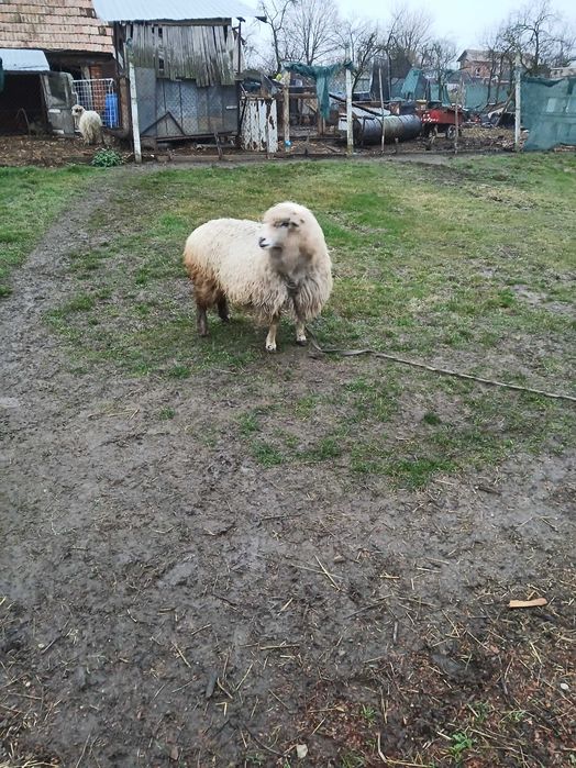 Vând o oaie și baloți fân