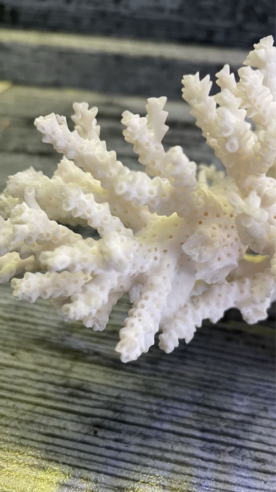 Продам коралл натуральный