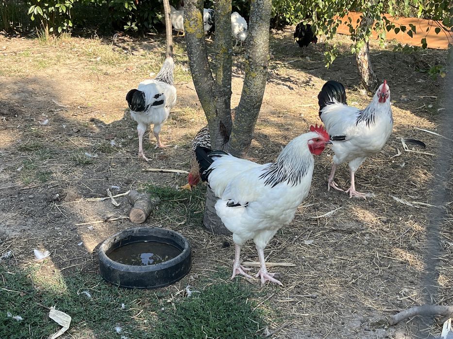 Vand sau schimb  coccosi Sussex din luna martie sau schimb cu gainuse