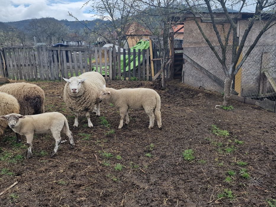 Vând berbec rasa Texel