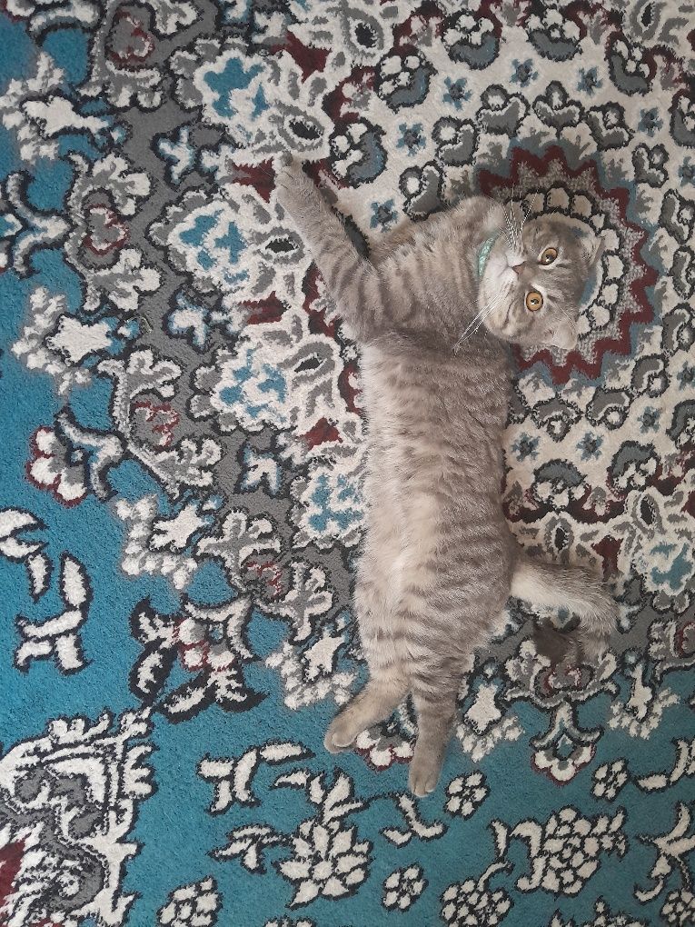 Zotdor mushuk sotiladi