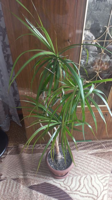 Продам драцену, кактус и денежное дерево