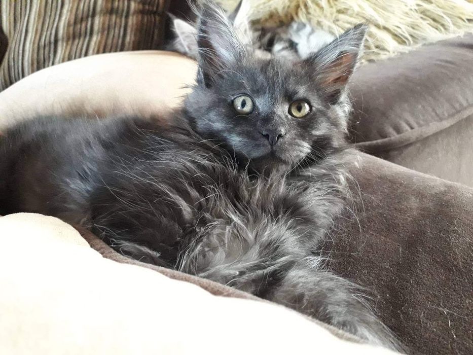 Продаю котят мкйнкун