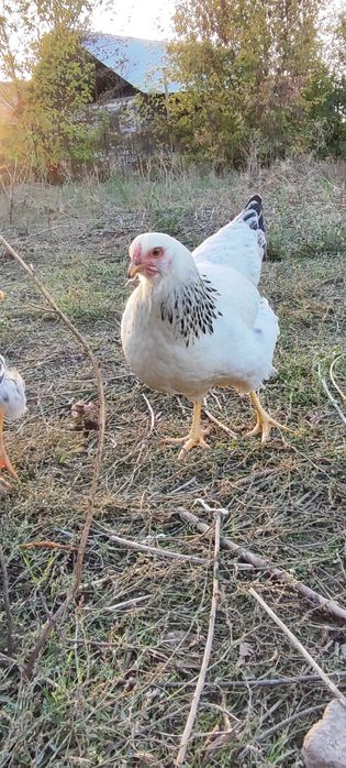 Продам курочек несушек молодых