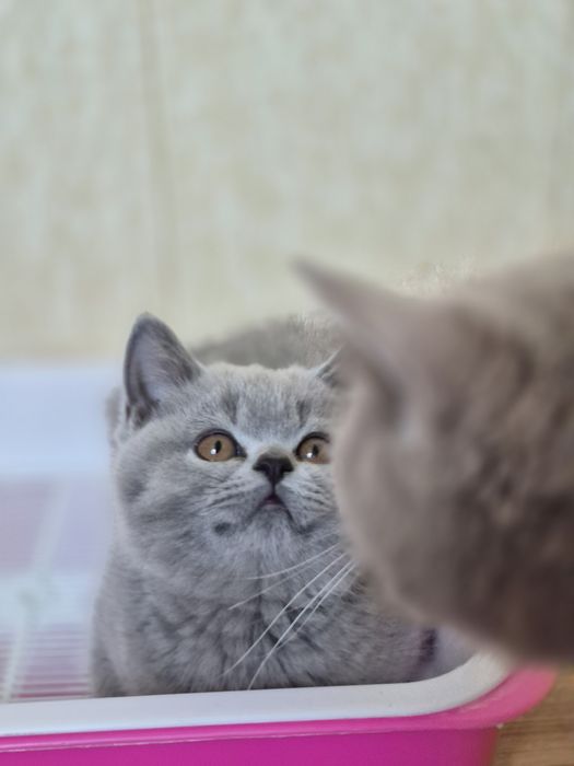 Британская девочка