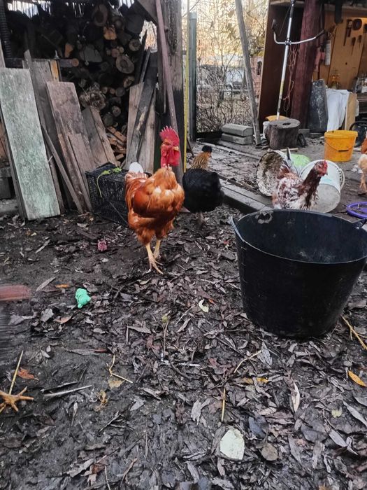 Vând cocos gat golas