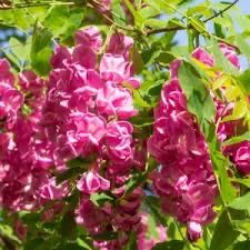 Salcam galben si salcam roz