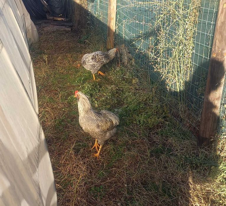 Петлета Араукана