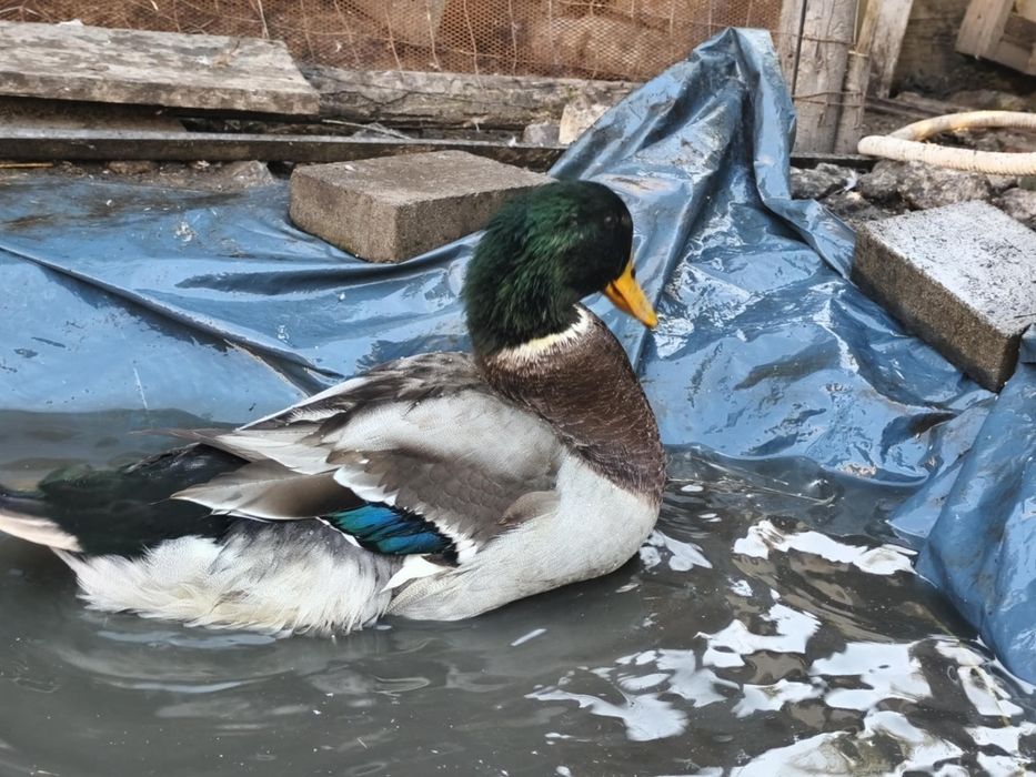 Vanda rața si gaște de casa