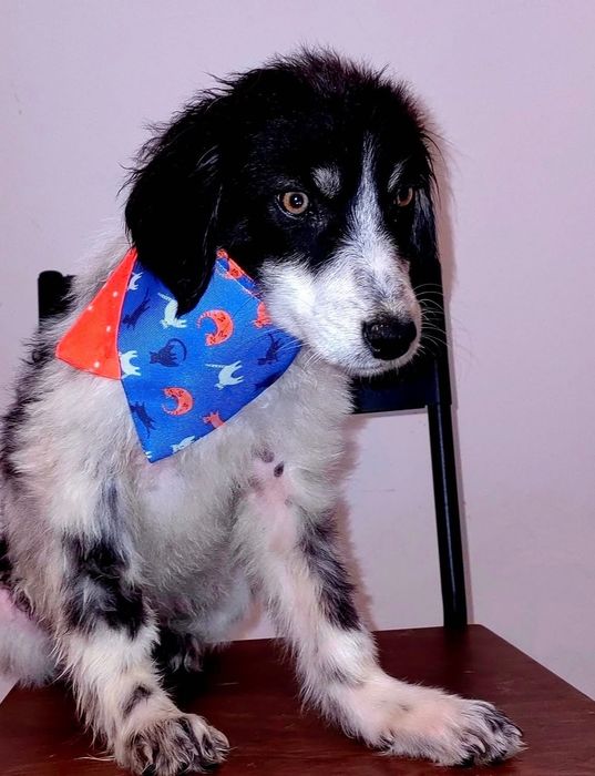 Търсим дом за кученце!