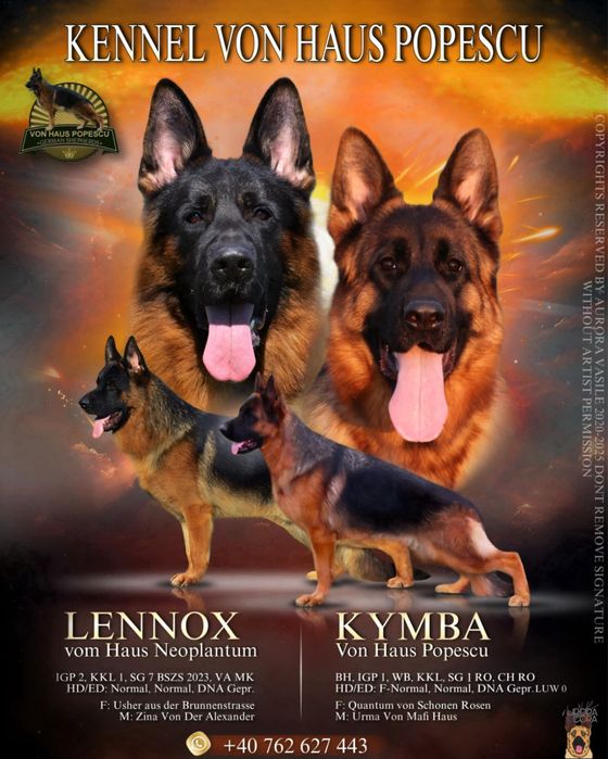 Femela ciobanesc german cu pedigree top